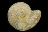 Ammonite (Orthosphinctes) Fossil - Germany #125608-1